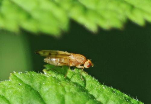 Opomyza florum